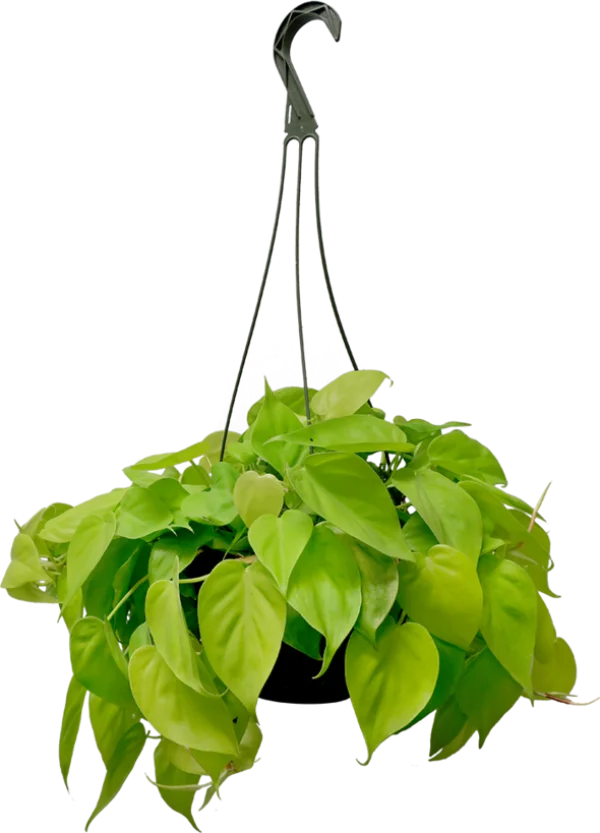 Vibrant Neon Green Hanging Plant PNG Transparent Background