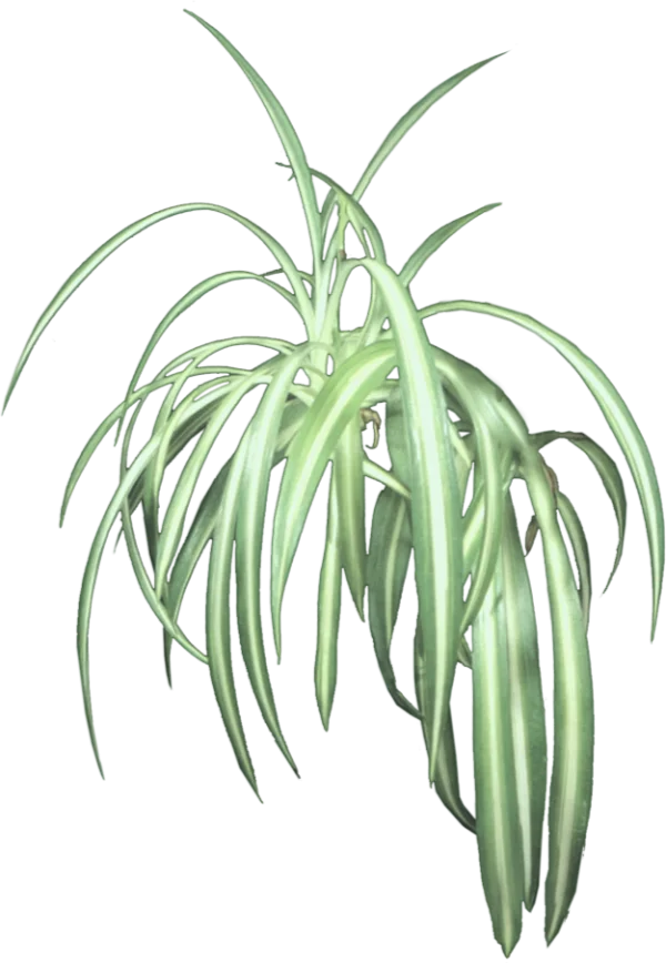 Variegated Spider Plant Transparent PNG