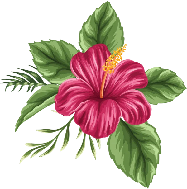 Vibrant Pink Hibiscus Flower PNG