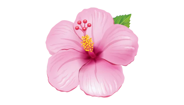 Pink Hibiscus Flower PNG Transparent Background