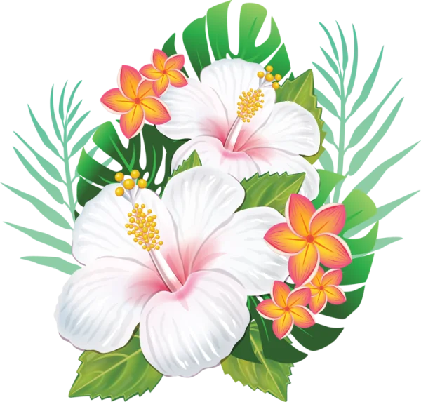 Tropical Hibiscus and Plumeria Flowers PNG Transparent Background