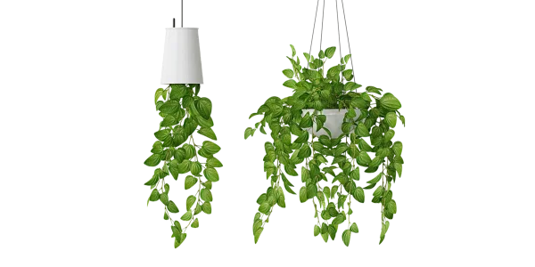 Lush Green Hanging Plants PNG Transparent