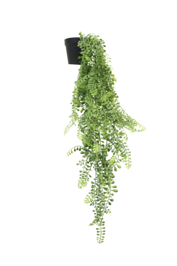Hanging Green Plant PNG Transparent Background