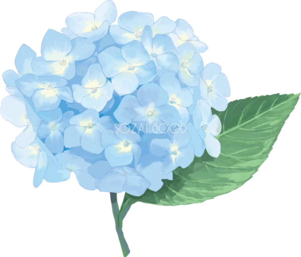 Blue Hydrangea Flower PNG Transparent Background