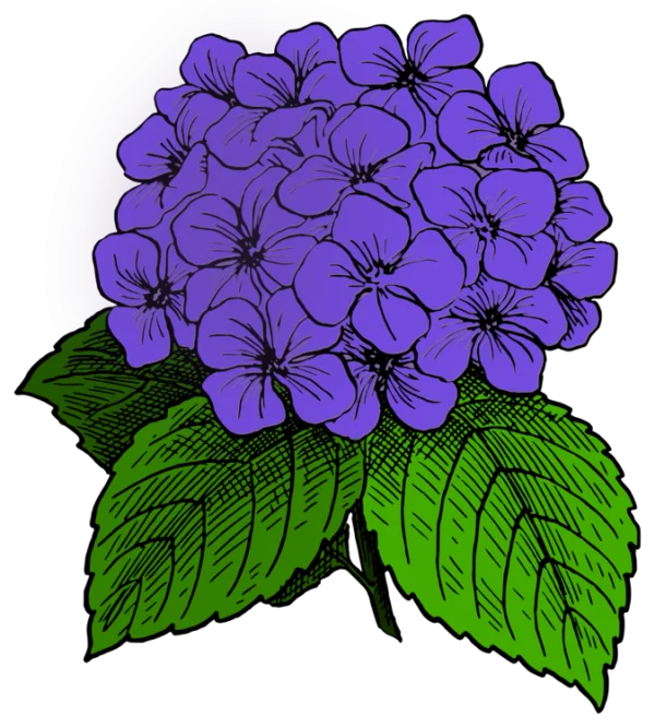 Purple Hydrangea Flowers PNG Transparent Background