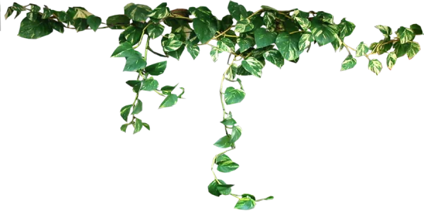 Pothos Plant Vine with Leaves PNG Transparent Background