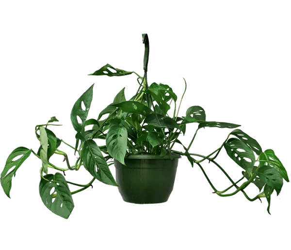 Monstera Adansonii Hanging Plant PNG Transparent Background