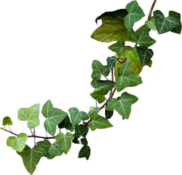 Green Ivy Vine PNG Transparent