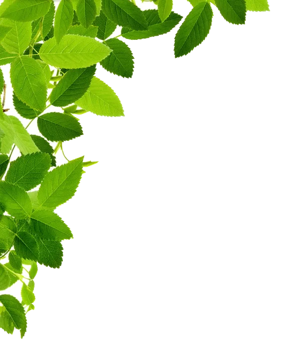 Fresh Green Leaves Border PNG