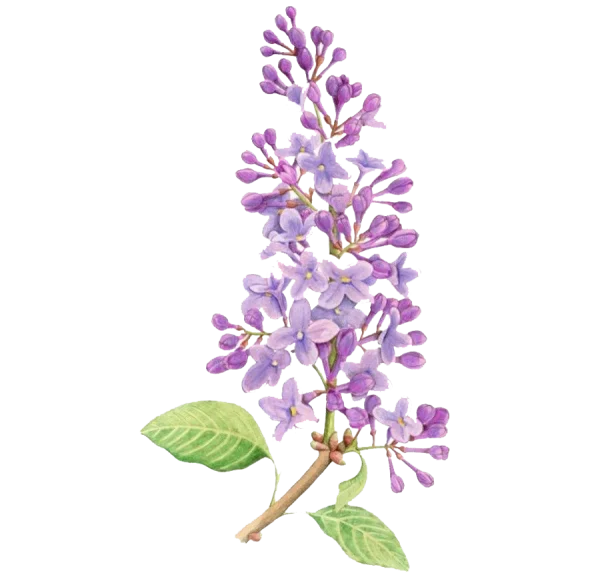 Watercolor Lilac Flowers PNG Transparent