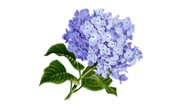 Purple Hydrangea Flower PNG Transparent Background