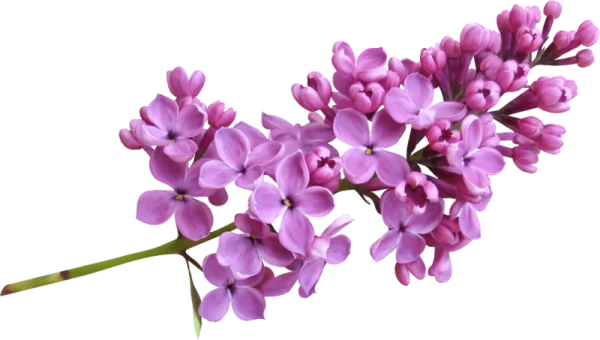 Purple Lilac Flowers Branch PNG Transparent Background