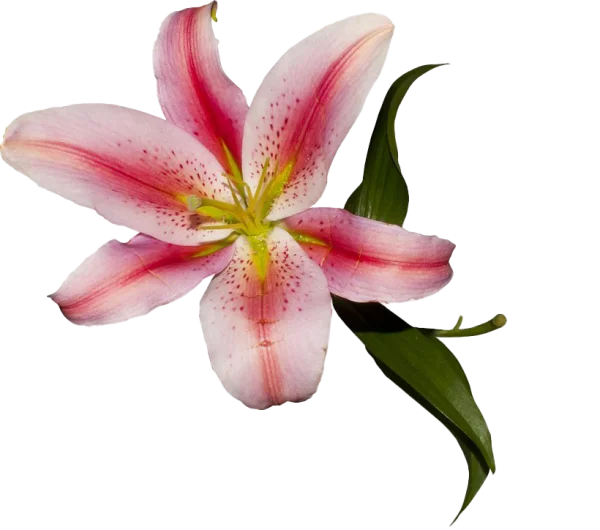 Pink Lily Flower PNG Transparent Background