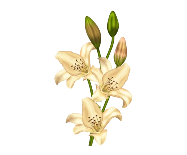 Cream Lily Flowers and Buds PNG Transparent