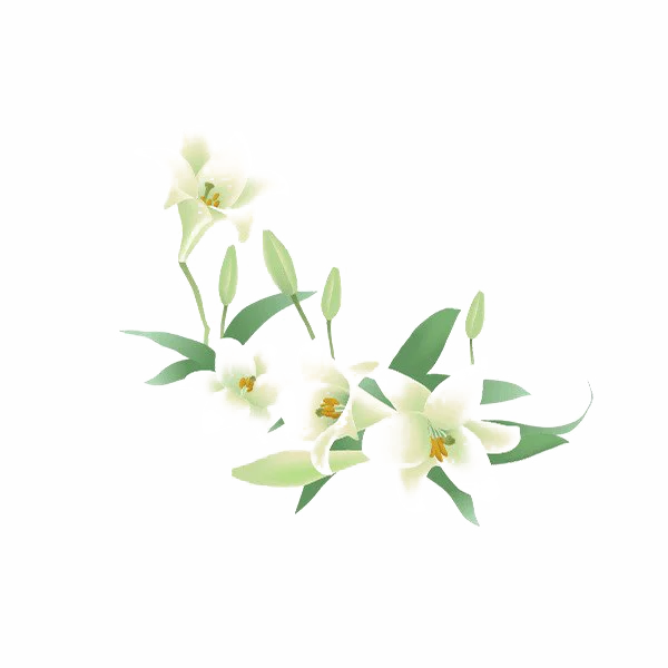 White Lily Flowers PNG Transparent Background