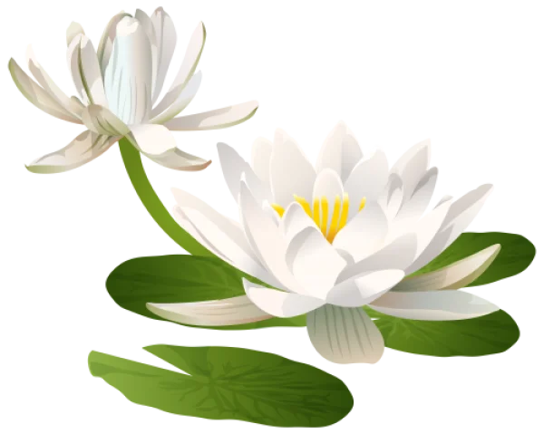 White Water Lilies with Lily Pads PNG Transparent