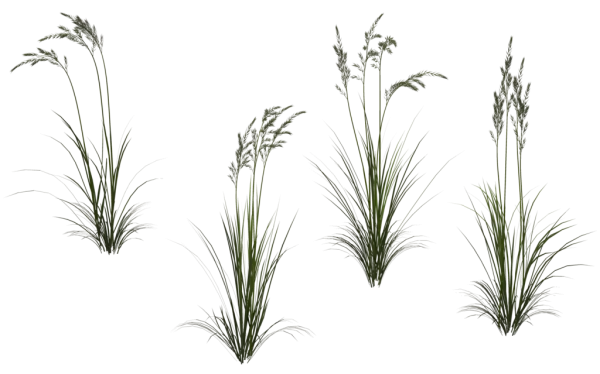 Green Grass Clumps PNG Transparent Background