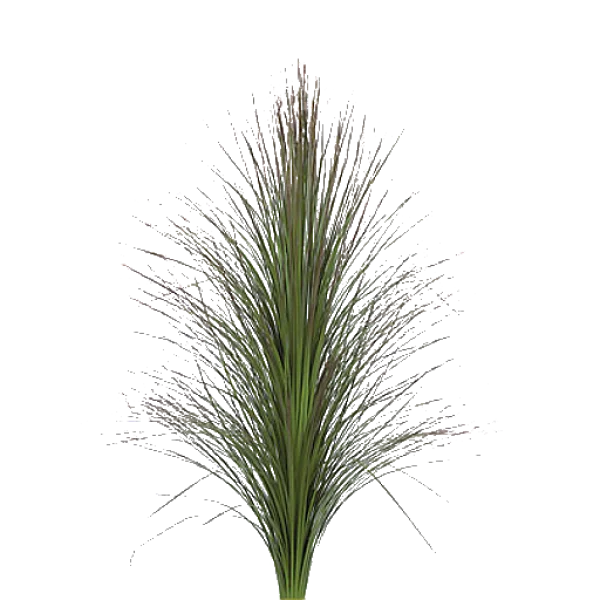 Green Ornamental Grass Plant PNG Transparent