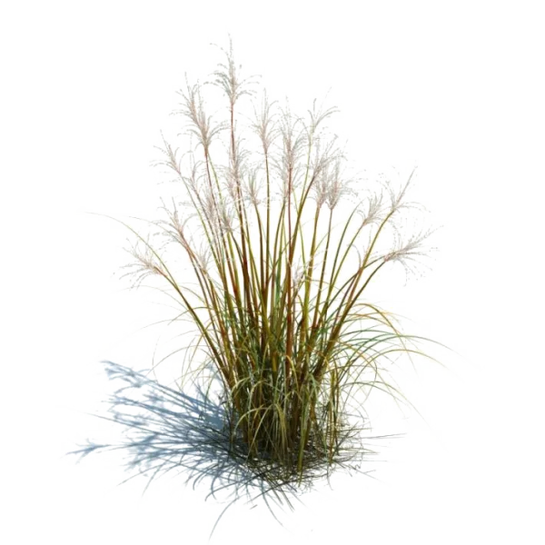 Pampas Grass Plant PNG Transparent Background