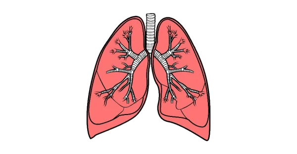 Human Lungs Anatomy PNG Transparent Background