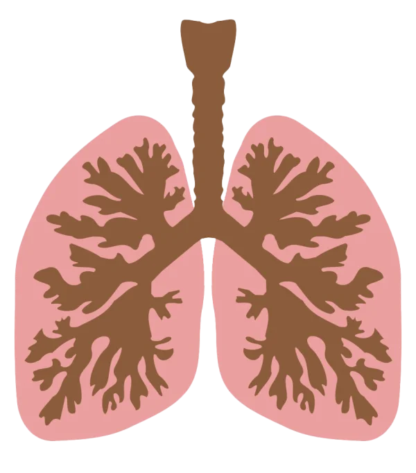 Human Lungs Anatomy Diagram PNG