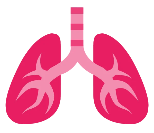 Stylized Human Lungs PNG Transparent