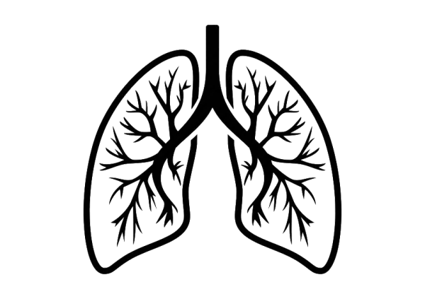 Human Lungs Outline PNG Transparent Background