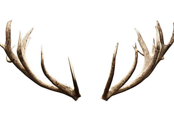 Rustic Deer Antlers PNG Transparent Background