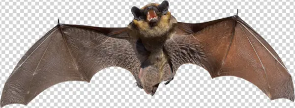 Flying Bat with Open Mouth PNG Transparent