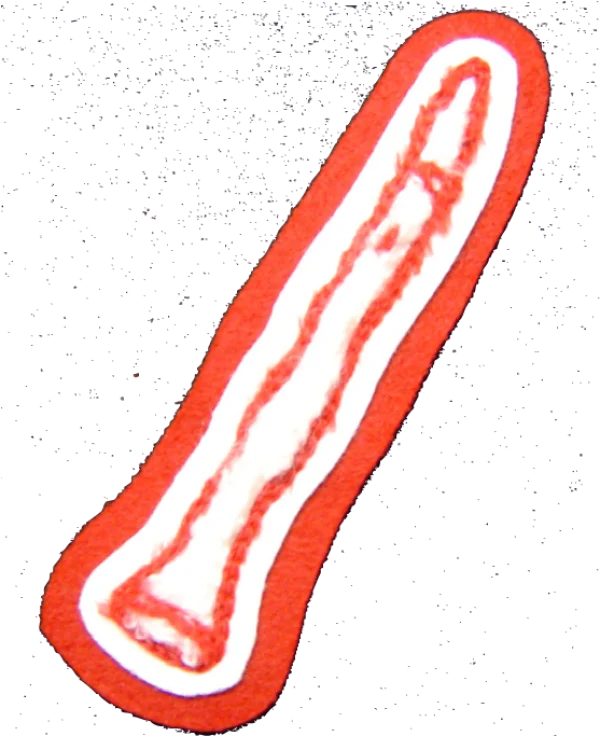 Microscopic Biological Cross-Section PNG