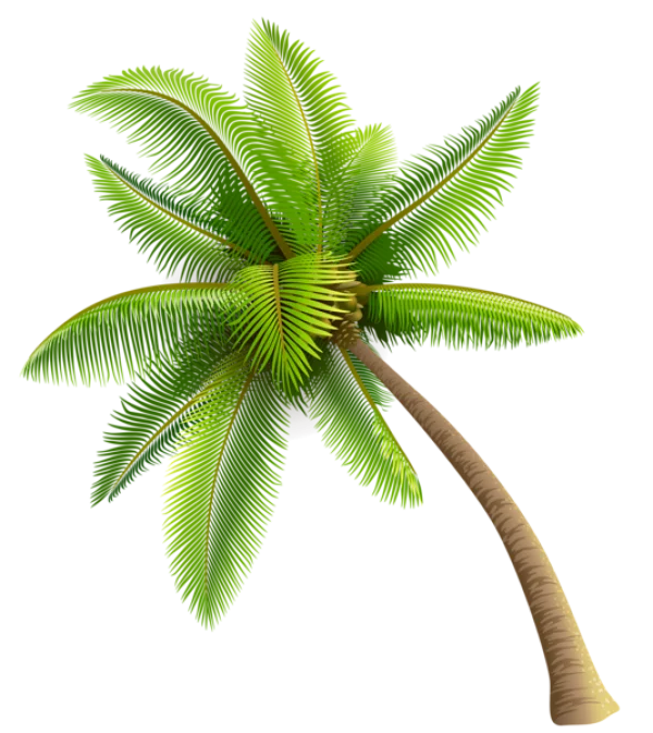 Leaning Palm Tree PNG Transparent Background