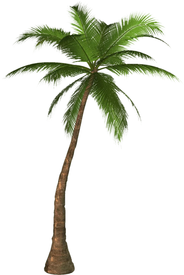 Realistic Palm Tree PNG Transparent Background