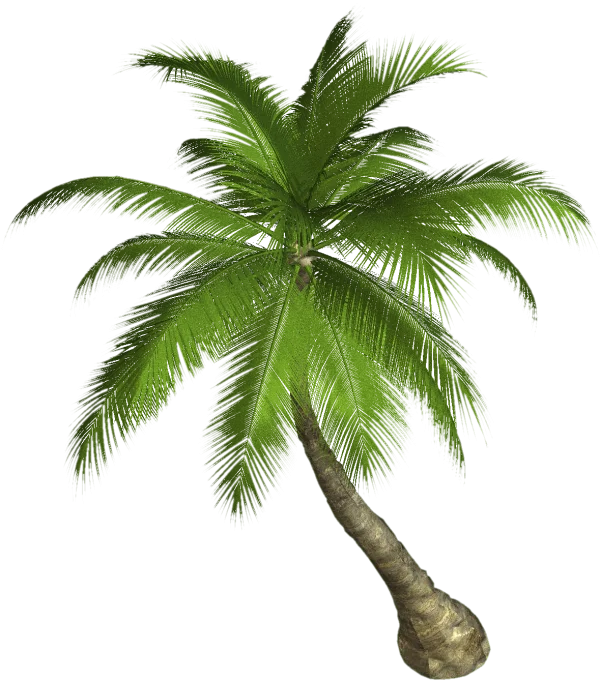 Tropical Palm Tree PNG Transparent Background