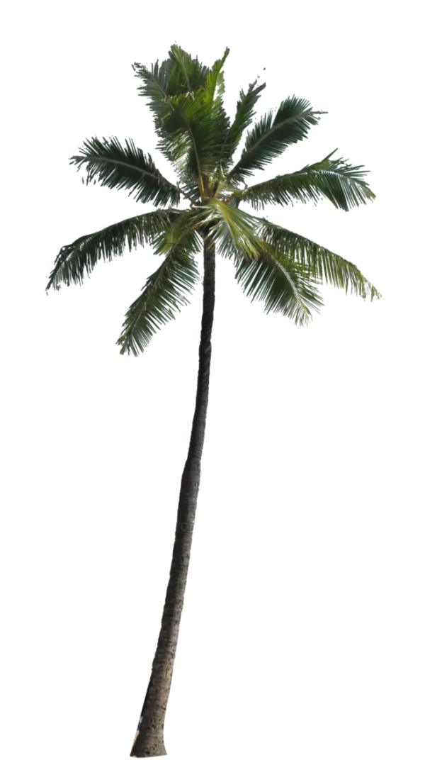 Palm Tree PNG Transparent Background