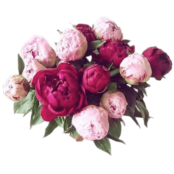 Peony Bouquet PNG Transparent Background