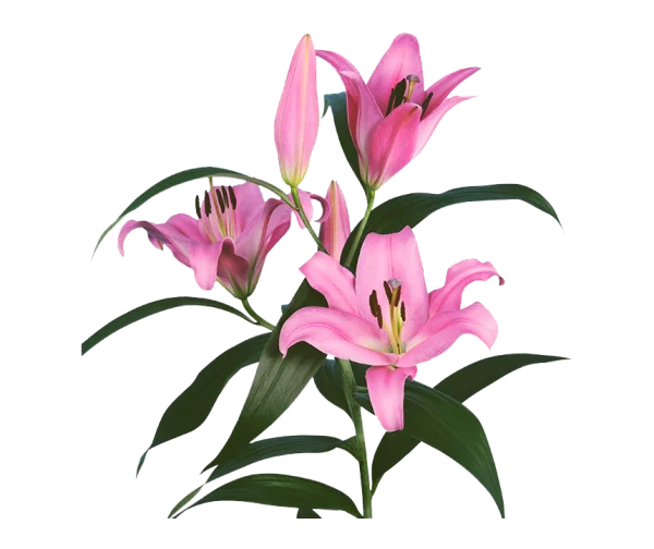 Pink Lily Flowers and Buds PNG Transparent Background