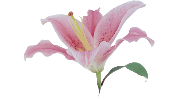Pink Lily Flower PNG Transparent Background