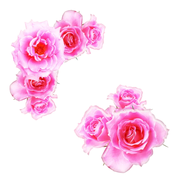 Pink Roses Cluster PNG Transparent Background