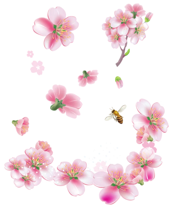 Pink Cherry Blossom Flowers and Bee PNG