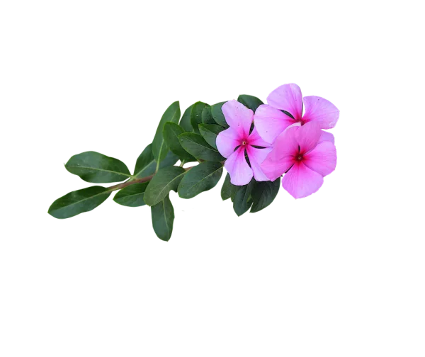 Pink Periwinkle Flowers with Leaves PNG Transparent Background