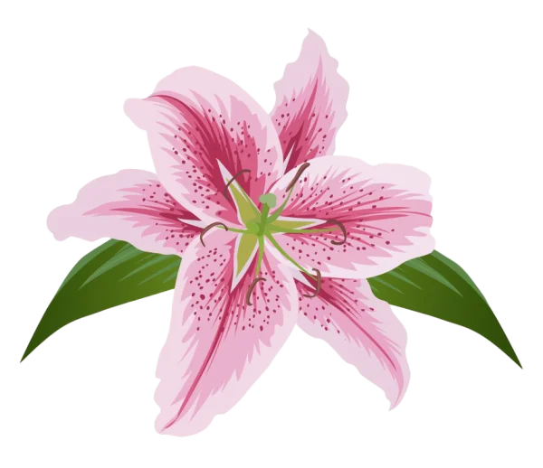 Pink Spotted Lily Flower PNG
