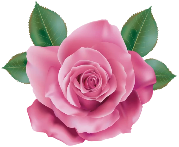 Pink Rose with Green Leaves PNG Transparent Background