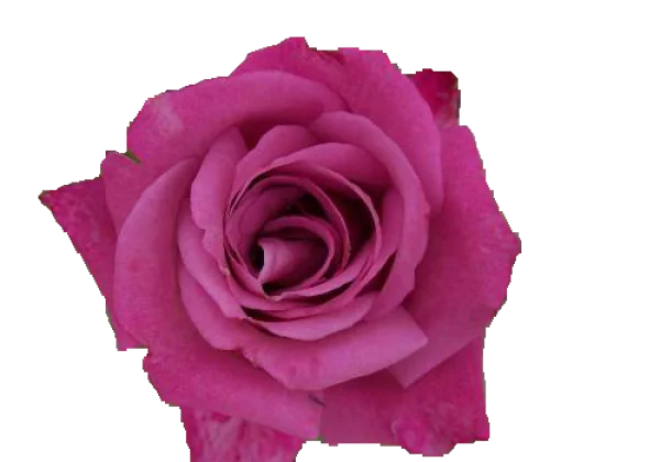 Pink Rose PNG Transparent Background