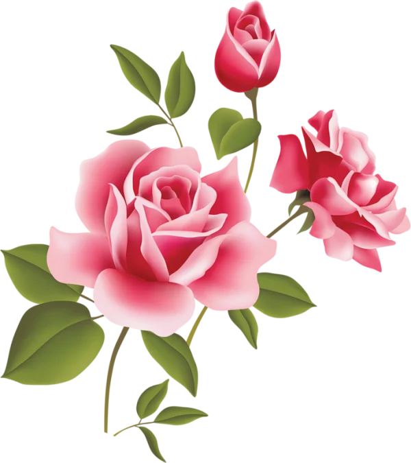 Elegant Pink Roses PNG Transparent Background