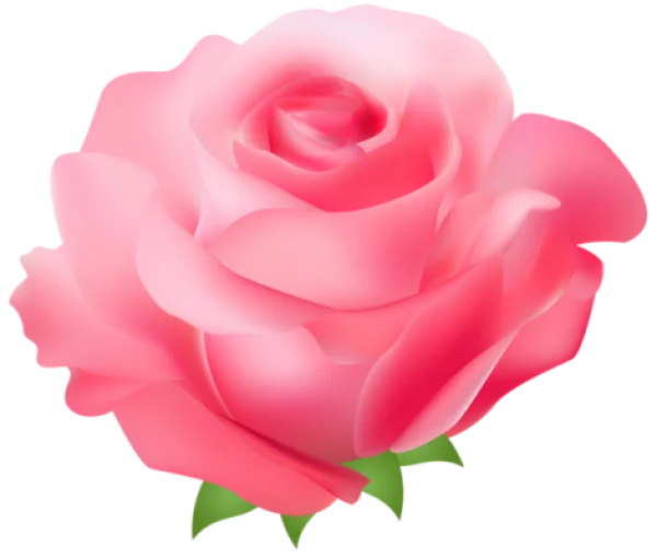 Pink Rose Flower PNG Transparent Background