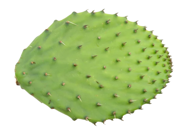 Cactus Pad PNG Transparent Background