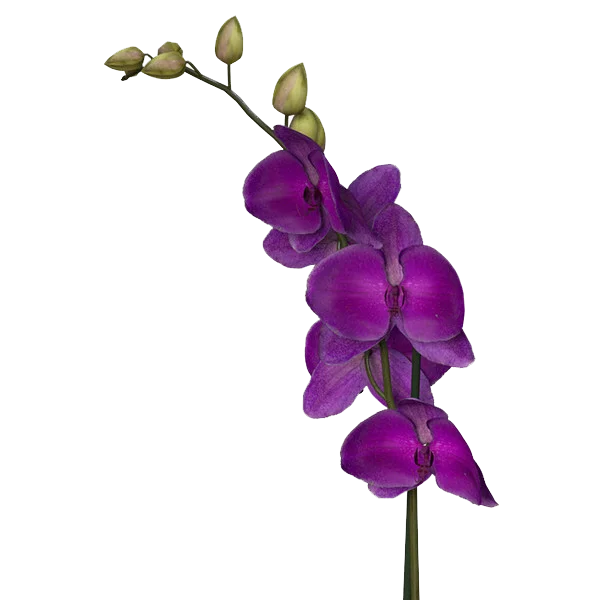 Vibrant Purple Orchid Branch PNG