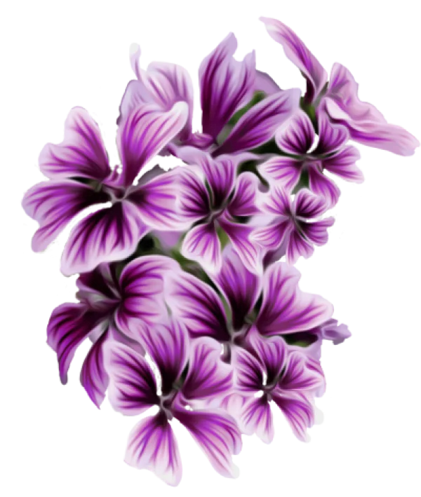 Purple Striped Flowers PNG Transparent Background