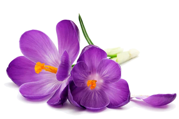 Purple Crocus Flowers PNG Transparent Background