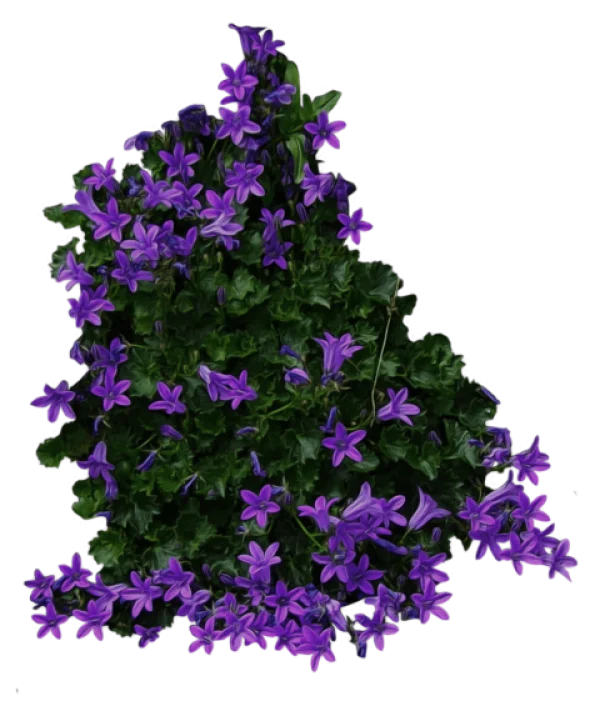 Purple Bellflowers Plant PNG Transparent Background